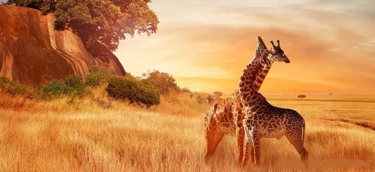 Canada to Africa flight routes and destinations with Wings Travels