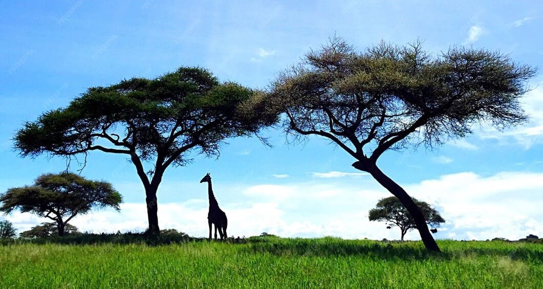 Kenya safari flight and tour package